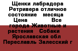 Щенки лабрадора Ретривера отличное состояние 2 месяца › Цена ­ 30 000 - Все города Животные и растения » Собаки   . Ярославская обл.,Переславль-Залесский г.